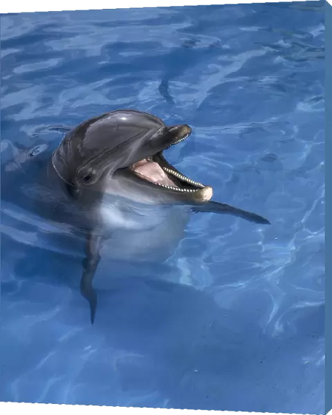 Captive Bottlenose Dolphin, in a pool, with head above water and jaws open showing the interior of the mouth