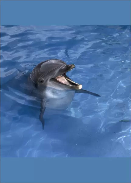 Captive Bottlenose Dolphin, in a pool, with head above water and jaws open showing the interior of the mouth