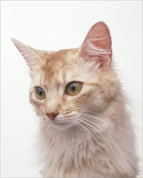 Sorrel Silver Somali semi-longhaired cat, portrait