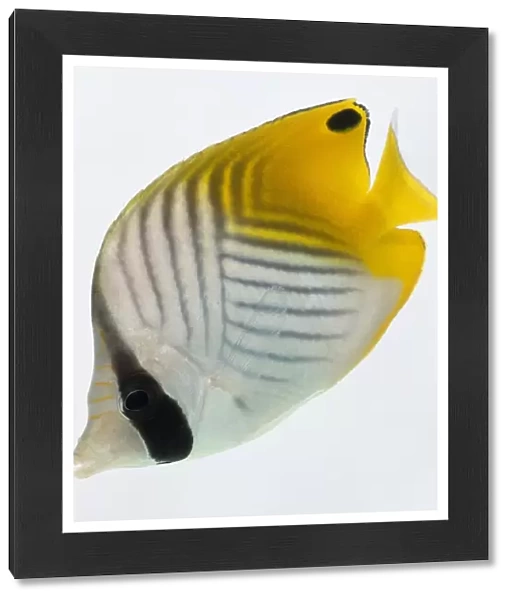 Threadfin Butterfly fish, with black and white markings and bright yellow tail