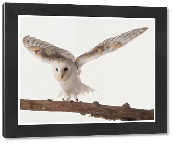 Barn owl, Tyto alba, standing on branch with wings outstretched, front view