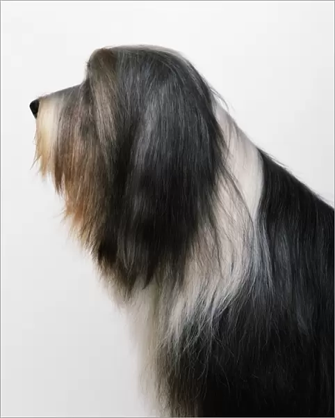 Bearded Collie, profile