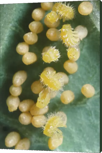 Larval Mexican Bean Beetle emerges from egg