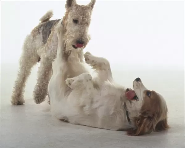A fox terrier approaches a cocker spaniel lying on its back in a submissive position while play fighting