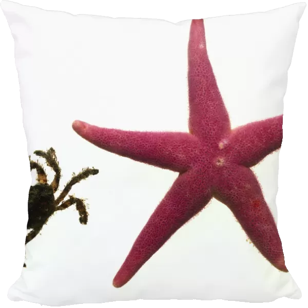 Scarlet Starfish (Asterias rubens), close up