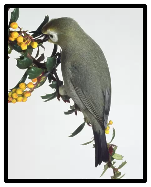 Side view of a Broad-Ringed White-Eye, Zosterops poliogaster, perching on a branch pecking at yellow buds. The tapering wings are visible and the head is in profile just showing the large, white eye ring