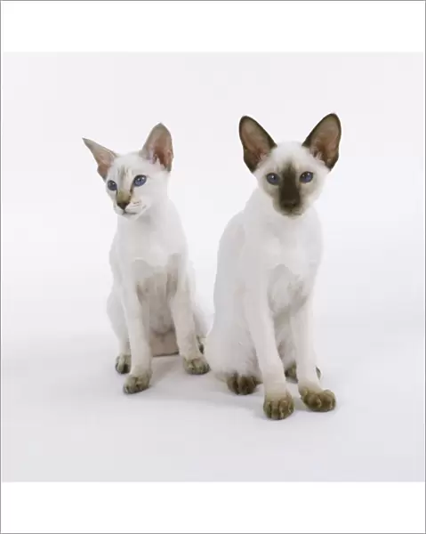 Pair of Blue Point Siamese cats sitting side by side