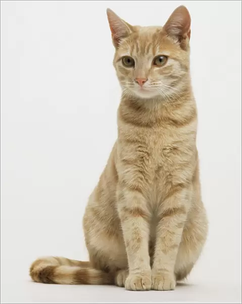 Ginger tabby cat sitting