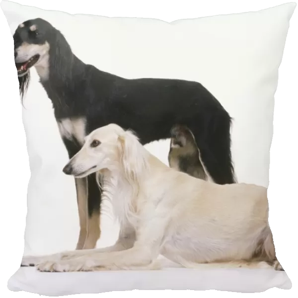 Tow Saluki dogs (Canis familaris), black one standing behind white one lying down, side view