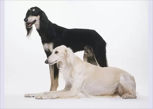 Tow Saluki dogs (Canis familaris), black one standing behind white one lying down, side view
