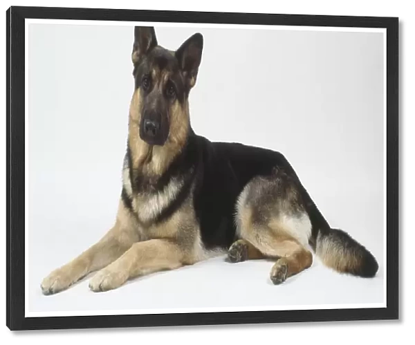 A black and brown German shepherd lies on the floor with its forelegs extended