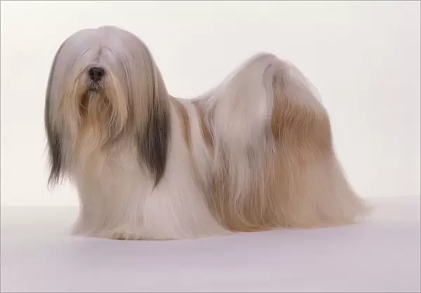 Lhasa Apso (Canis lupus familiaris), small dog covered in fine long brown and white hair