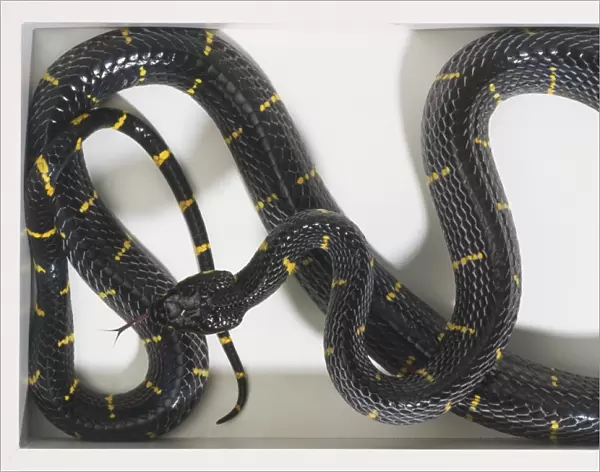 Overhead view of a Mangrove Snake with shiny scales, mainly black with yellow spotting. The head is spade-shaped and very distinct from the slender neck. The top of the head has no markings