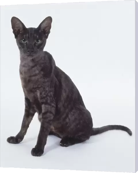 Black Smoke Oriental shorthaired cat with shadowy tabby markings, sitting