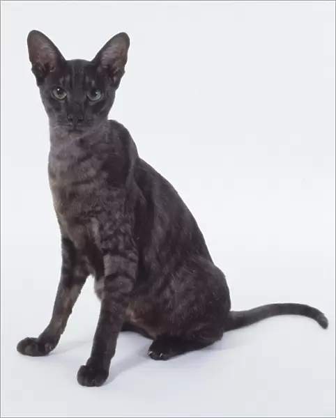 Black Smoke Oriental shorthaired cat with shadowy tabby markings, sitting