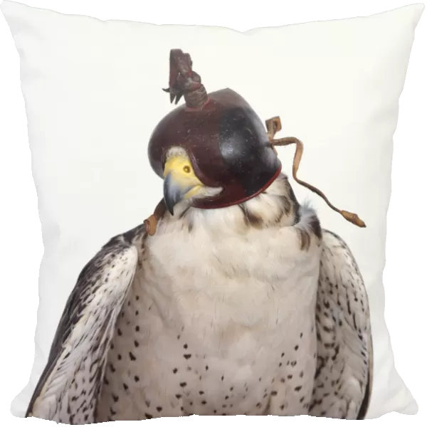 Lanner Falcon (Falco biarmicus) wearing hood made from soft leather, front view