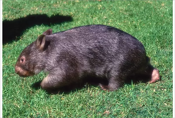 Vombatus ursinus, Common wombat, coarse-haired wombat side view