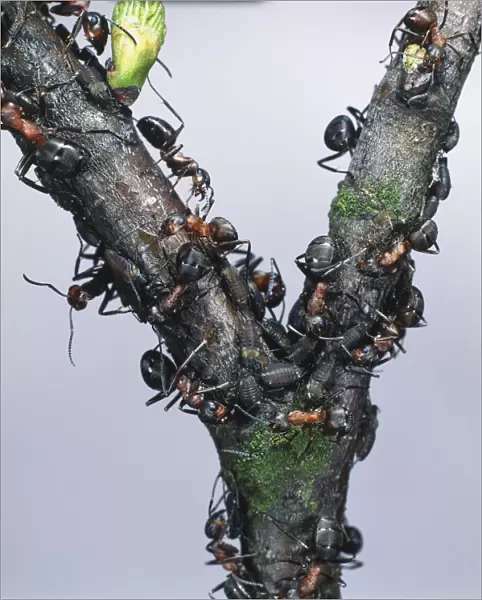 Wood Ants (Formica rufa) on a branch with birch aphids