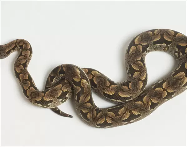 Overhead view of a Dumerils Boa showing the scales of this adult snake and unique markings including the saddles along the midline forming perfect ovals in places and halves of the saddles. The top of the head shows many small scales