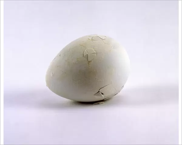 Humboldt penguin (Spheniscus humboldti) egg showing first cracks