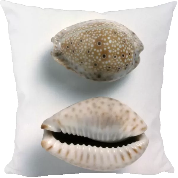Ocellate cowrie shells (Cypraea ocellata)