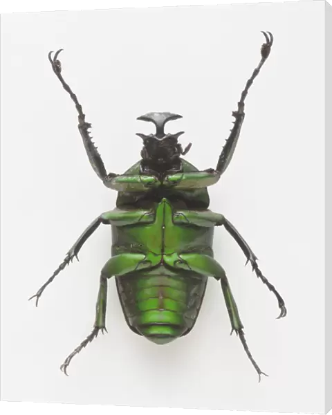 Underside of shiny green chafer beetle (Neptunides polychromus) showing legs attached to the thorax and the flat scoop shaped horn over its head