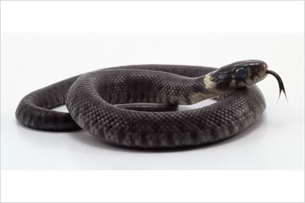 Young, dark-grey Common Ratsnake (Elaphe obsoleta) curled up with its tongue out