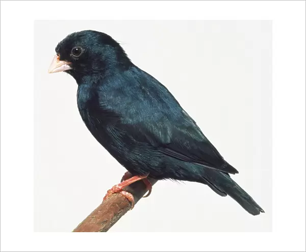 Side view of a Variable Indigobird, perching on a narrow branch, with head in profile