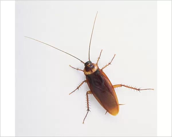 American Cockroach (Blattodea), overhead view