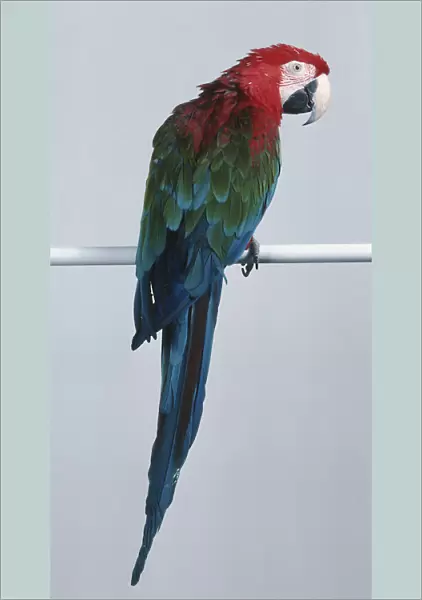 Colourful macaw perched on horizontal bar, side view