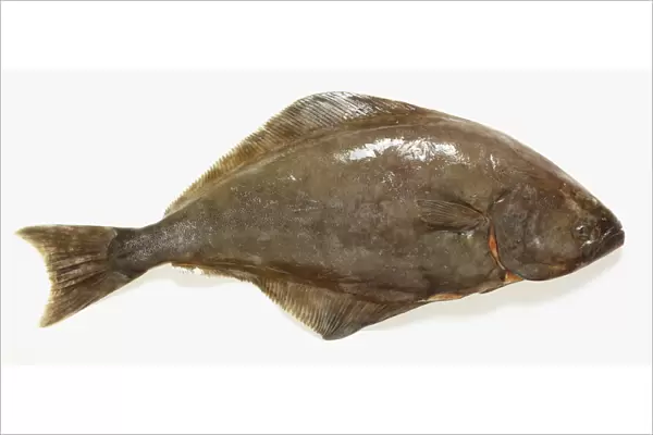 Halibut, side view