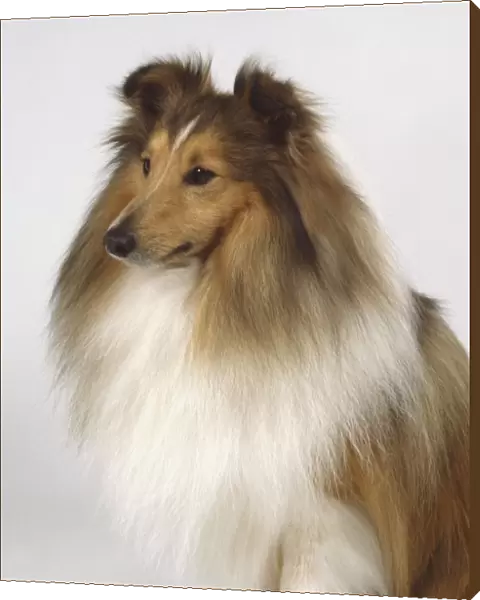 A Shetland sheepdog with a long luxuriant golden-brown and white coat. Head and neck only