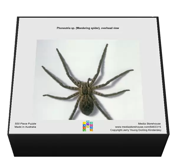 Phoneutria sp. (Wandering spider), overhead view