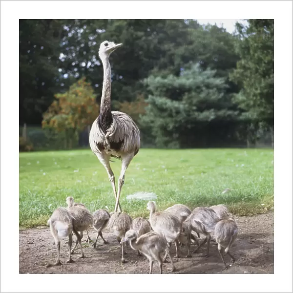 Common Rhea, Rhea americana, view of a male Great Rhea with several chicks at its feet