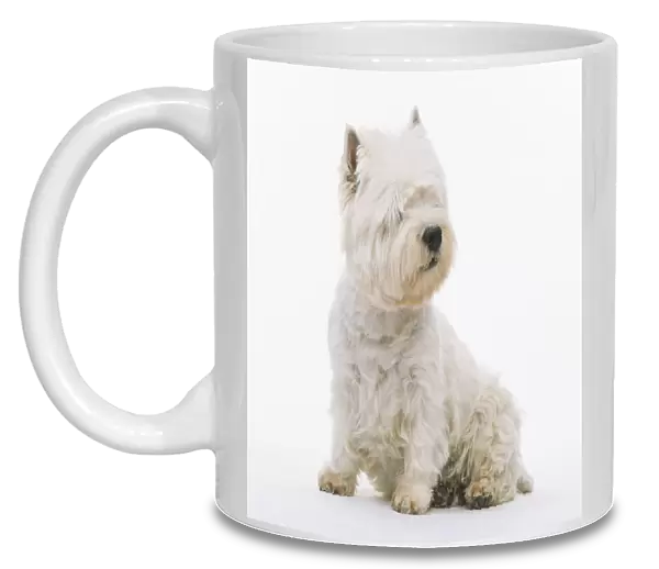 Seated West Highland White Terrier, with head cocked