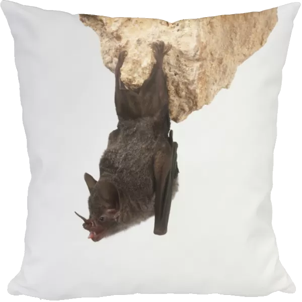 Leaf-nosed Bat (Carollia perspicillata) hanging from edge of a rock
