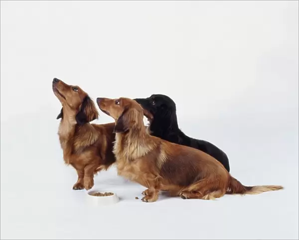 Three Dachshunds looking up next to small dog bowl