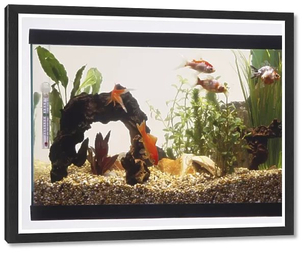 Fish tank with gravel, bridge, green plants and five Goldfish (Carassius auratus) swimming