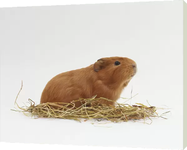Guinea Pig (Cavia porcellus) on a bed of straw