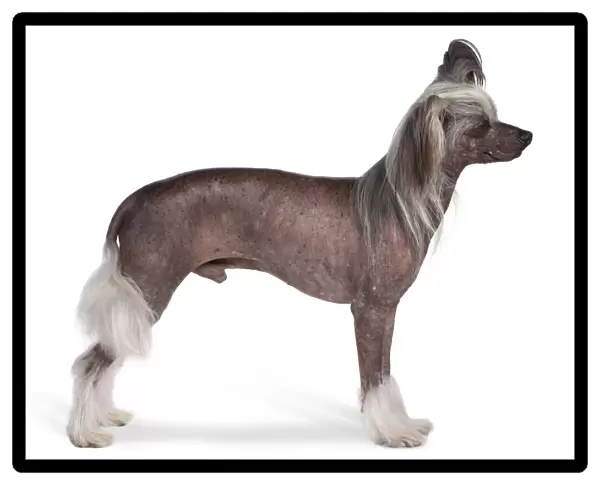 Male hairless Chinese Crested dog standing with head in profile