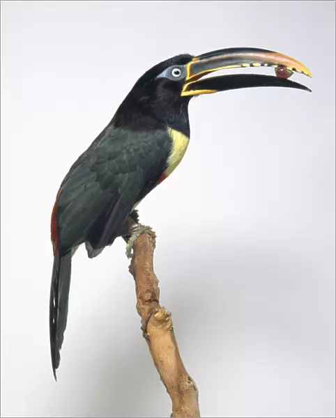 Chestnut-eared aracari (Pteroglossus castanotis) perching on a branch with seed in its beak, side view