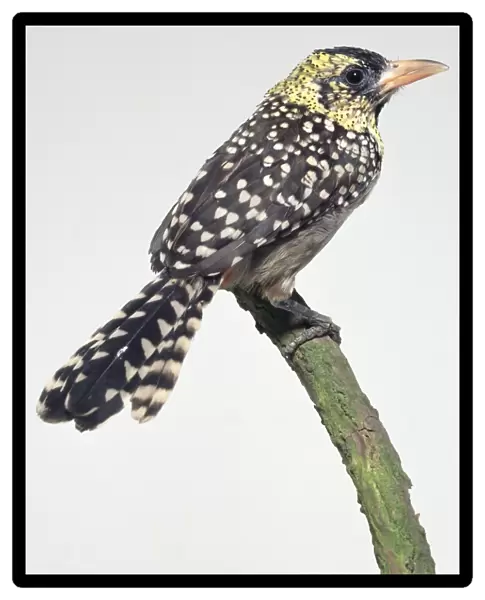 D Arnauds barbet (Trachyphonus darnaudii), perching on a branch, side view