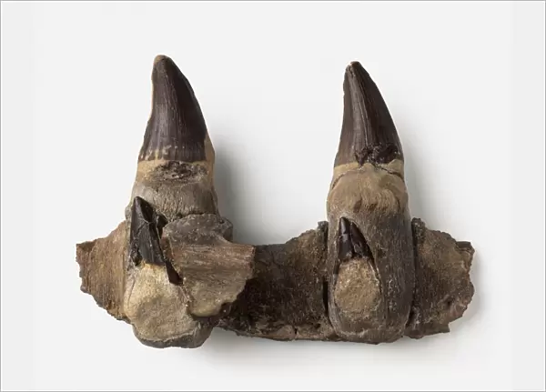 Jaw fragment and teeth of extinct Liodon mosasauroides