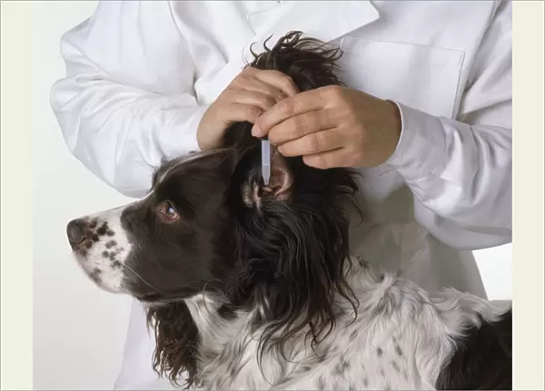 Dog being given ear drops through pipette, close-up
