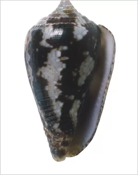 Parametaria macrostona, underside view of Cone-like Dove shell, with short spire dark brown with white patches
