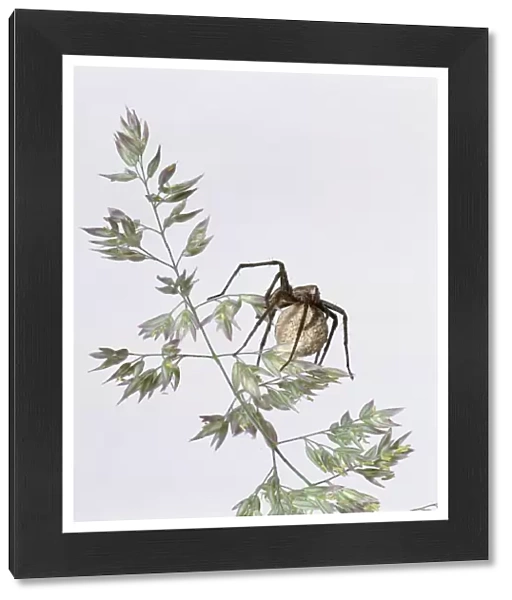 Nursery web spider (Pisaura mirabilis) carrying egg sac on plant