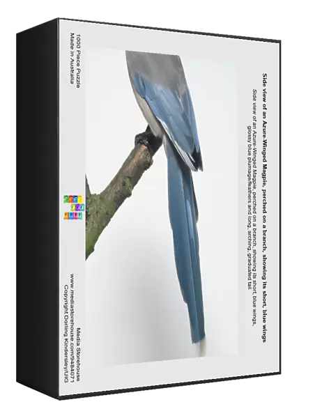 Side view of an Azure-Winged Magpie, perched on a branch, showing its short, blue wings, glossy blue plumage  /  feathers and long, arching, graduated tail