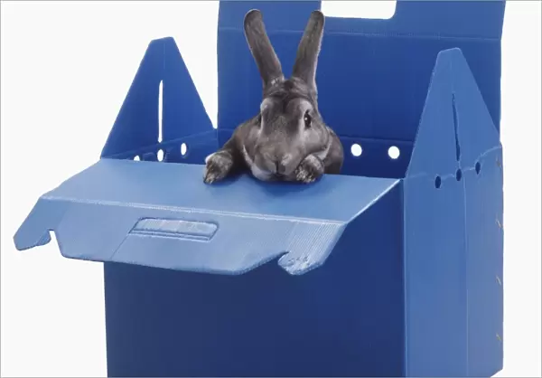 Grey rabbit (Leporidae) looking out of blue cardboard box