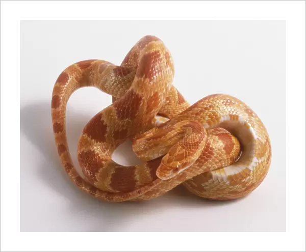 Coiled Corn Snake or Red Rat Snake (Elaphe guttata)