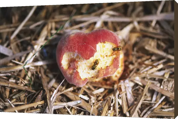 Close-up of wasps eating away at a dusty fallen red apple resting on straw